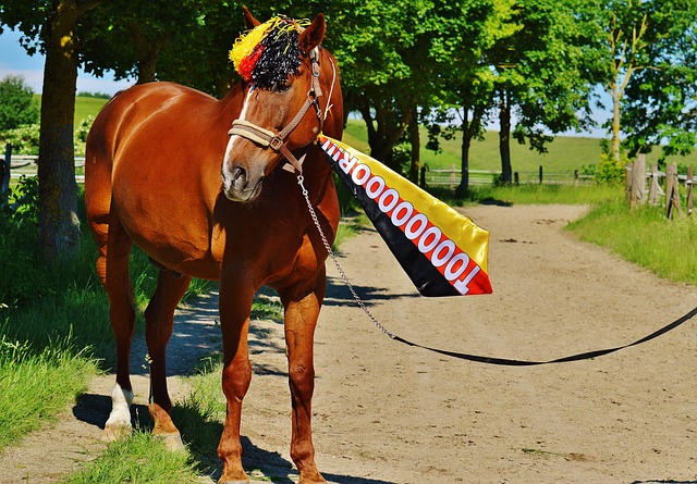 卡梅洛的成 卡梅洛的成